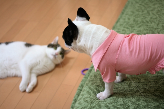 ペットと住みたい…でもマンションでペットって飼っていいの? ペットと住みたい…でもマンションでペットって飼っていいの?