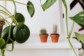 リフォームのプロが教える！マンションにおススメの観葉植物