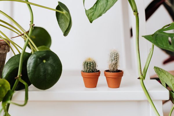 リフォームのプロが教える！マンションにおススメの観葉植物